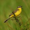 gelekwikstaartmanbrabantsebiesbosch27052020 2